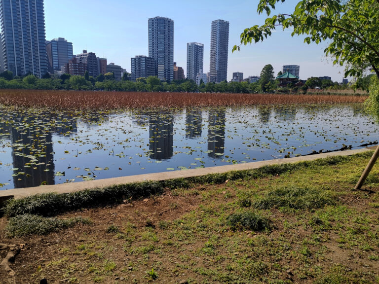 Etang de Shinobazu